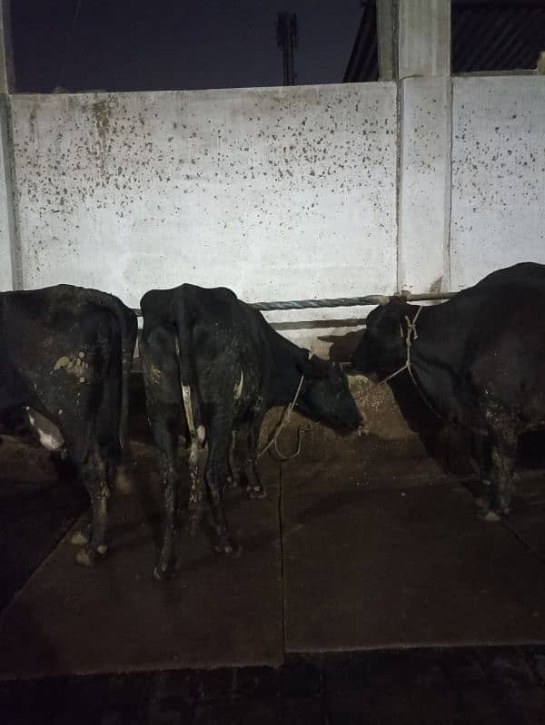 Cow mats, mattress, Rubber Sheets 3