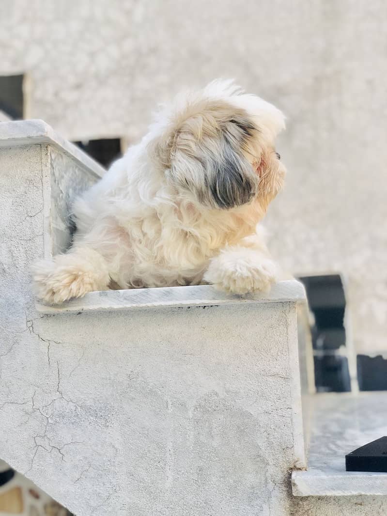 Toy dog Shihtzu Generation 03215036179 4