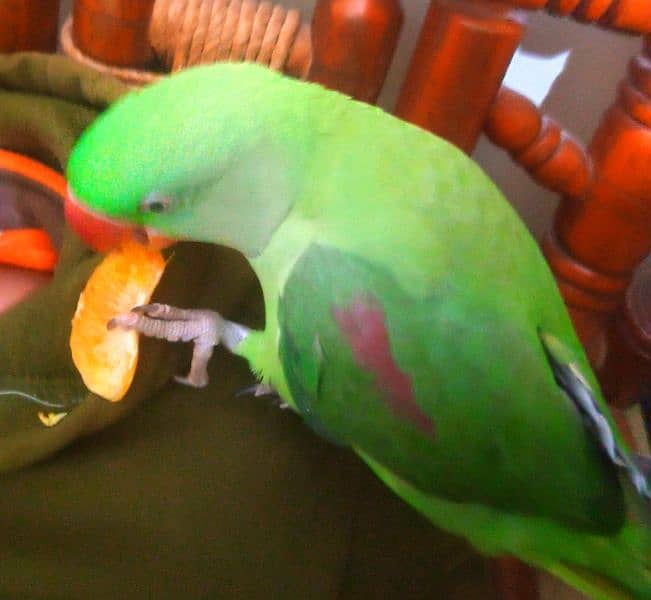 pahari tota half talking parrot 0