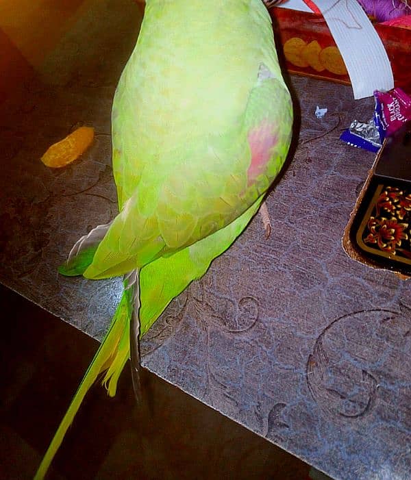 pahari tota half talking parrot 1