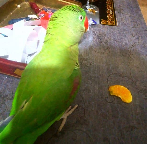 pahari tota half talking parrot 2