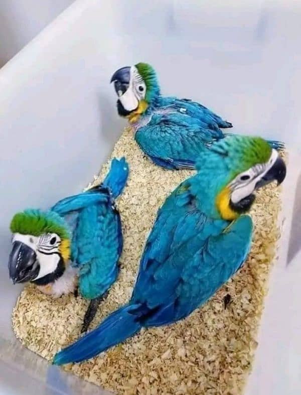 blue macaw parrot chips for sale 0336+14+38+647 1