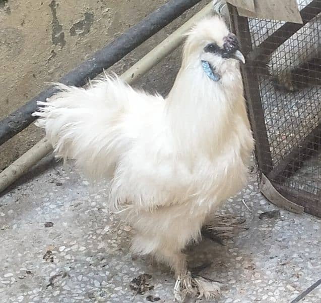 Silkie 2