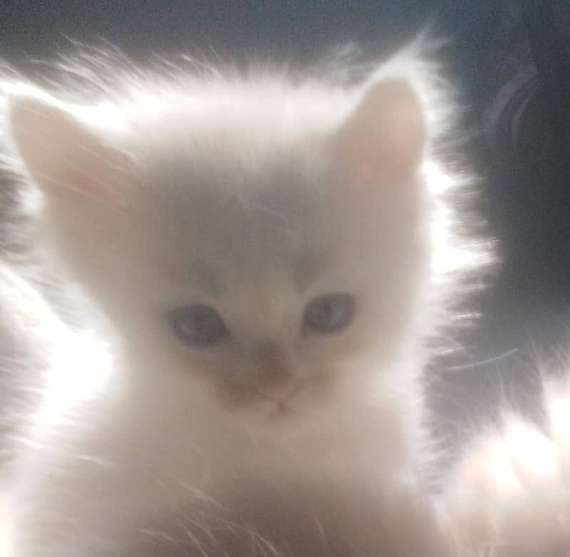 Persion Cat | Kittens | Tripple Coated | Persion kittens For Sale 1