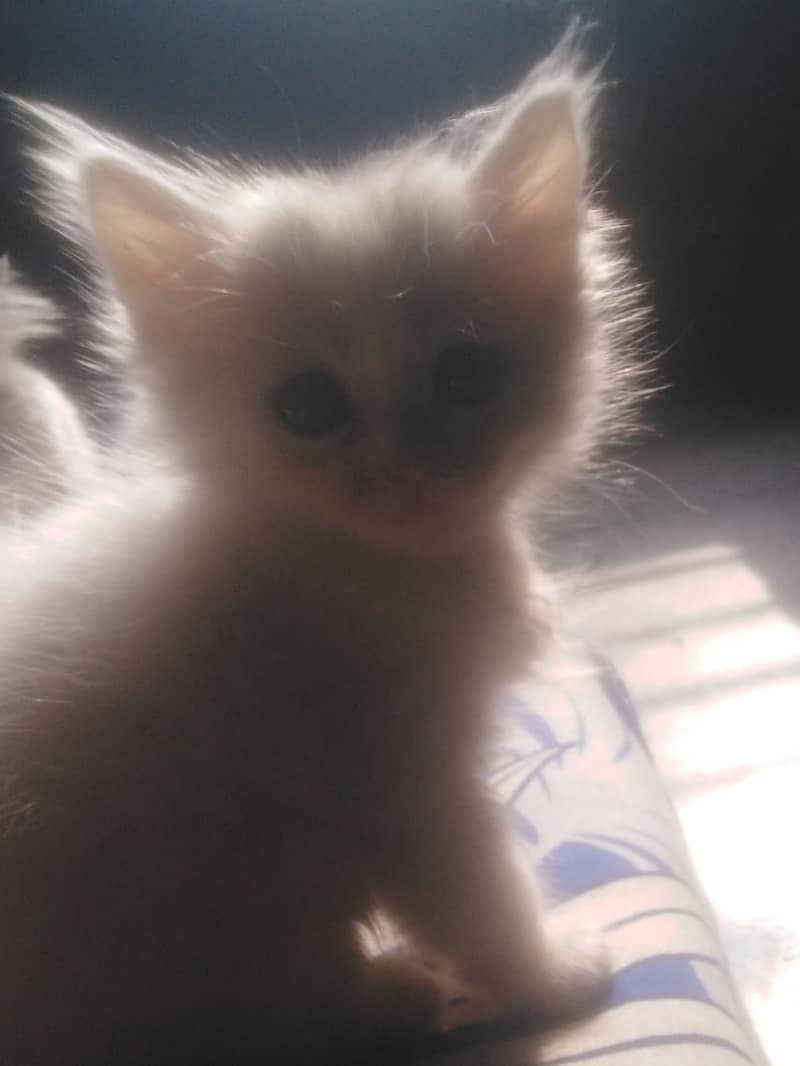 Persion Cat | Kittens | Tripple Coated | Persion kittens For Sale 2