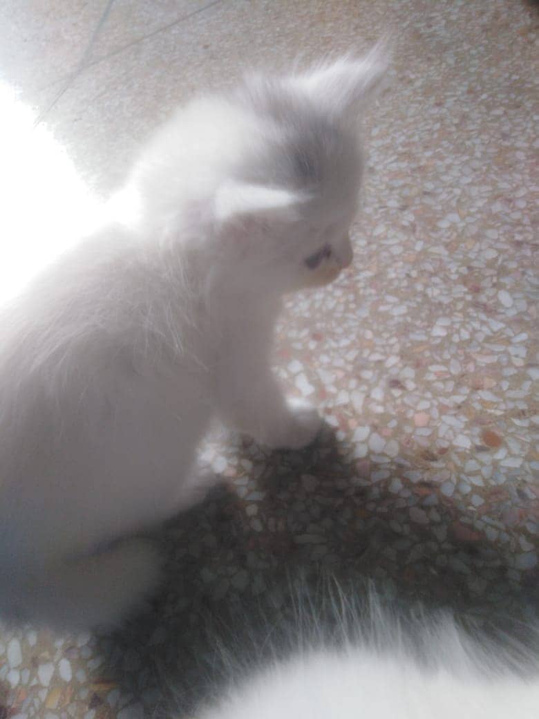 Persion Cat | Kittens | Tripple Coated | Persion kittens For Sale 4