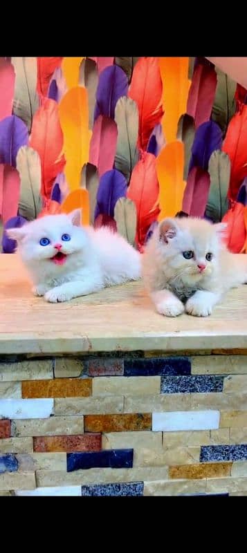 Persian cat for sale male female my WhatsApp 03298995480 2