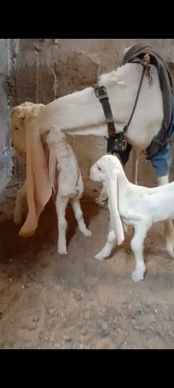 Gulabi Bakre with 2 females babies 11