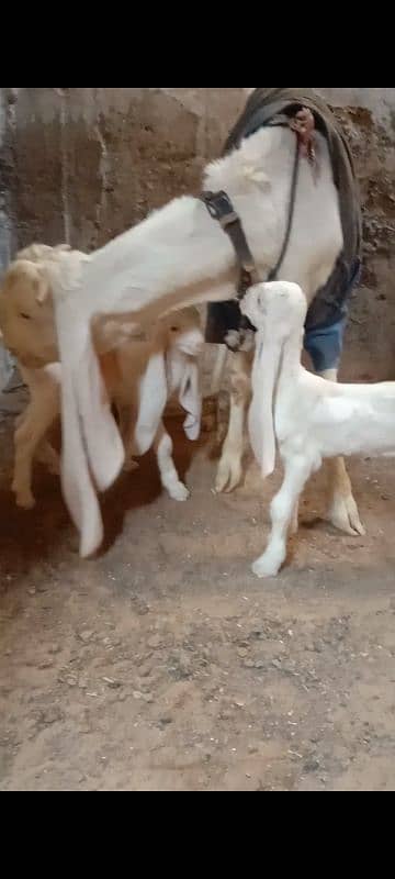 Gulabi Bakre with 2 females babies 12