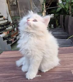 Snow White pure Persian Triple coat Fluffy kitten