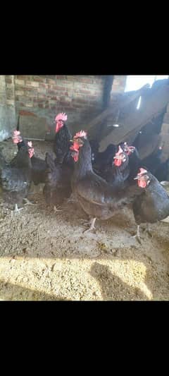 Australorp breedar eggs lawing female foresale per pic 3200