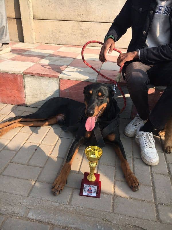 DOBERMAN Male for sale 0