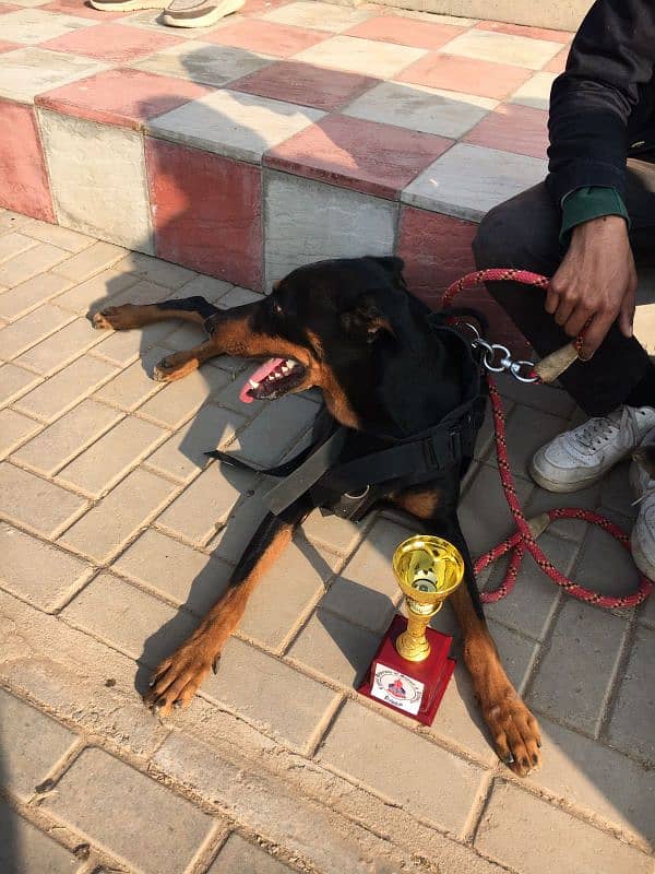 DOBERMAN Male for sale 1