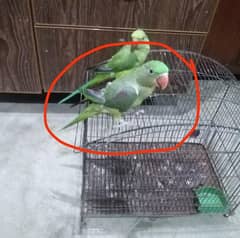 Raw Parrot