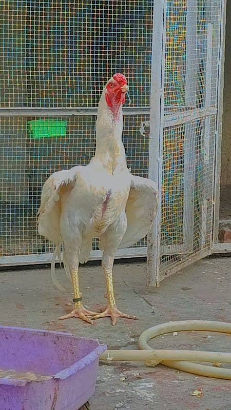 pure White Belgium co shamoo aseel chicks available 1