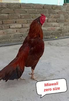 Miawali