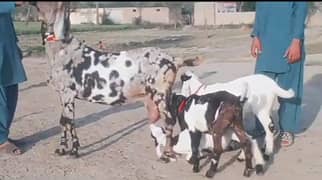 fauji bakri 3 bacchon ke sath For Sale WhatsApp on 0313,4935,145