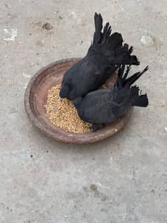 English fantail pair