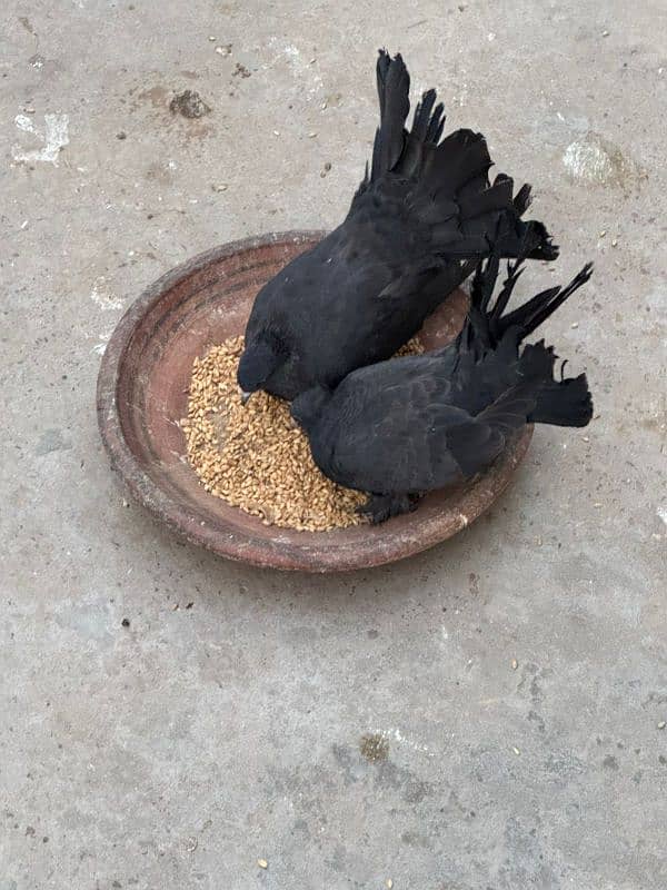 English fantail pair 0