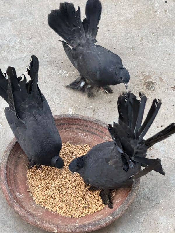 English fantail pair 3