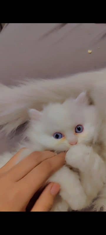 Persian Triple Coat Kitten's 1