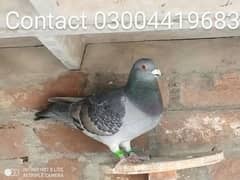 Pigeons for sale