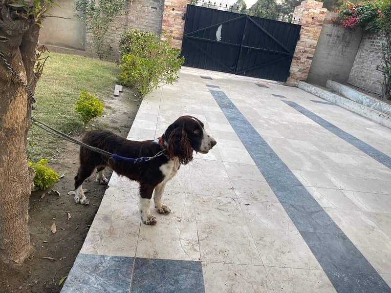 English springer spaniel pair 1