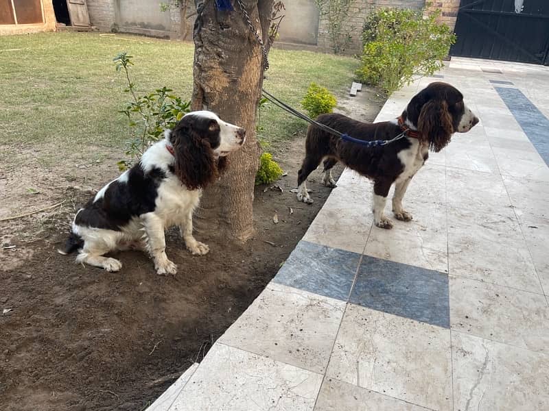 English springer spaniel pair 0