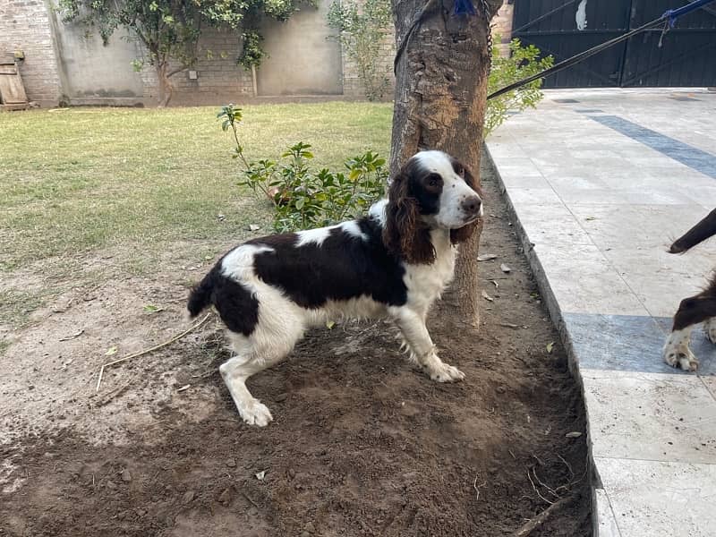 English springer spaniel pair 2