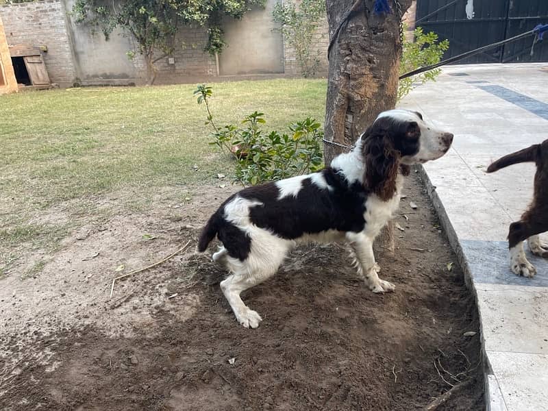 English springer spaniel pair 3