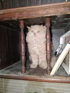 4 Month Persian Cat female