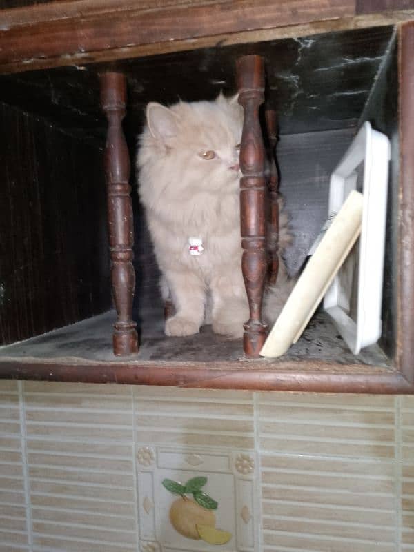 4 Month Persian Cat female 1