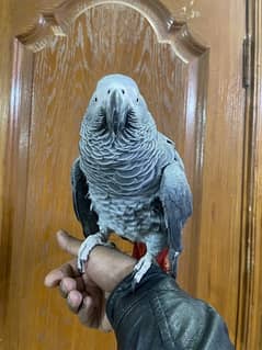 Congo Grey Parrot