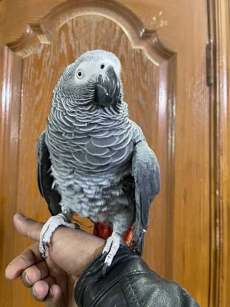 Congo Grey Parrot 1