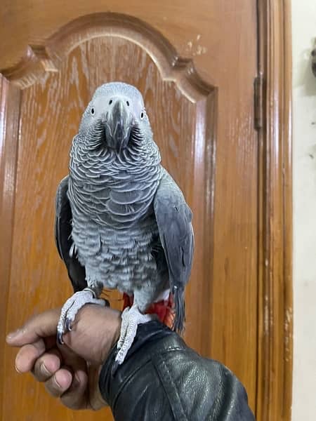 Congo Grey Parrot 2