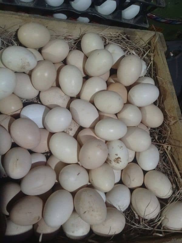 Pure Desi eggs 0