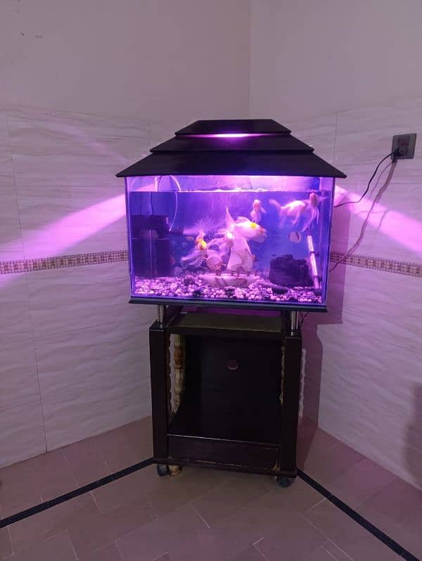 Fish Aquarium 2