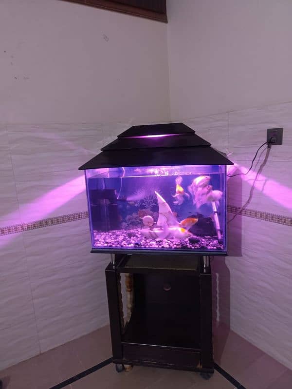 Fish Aquarium 5