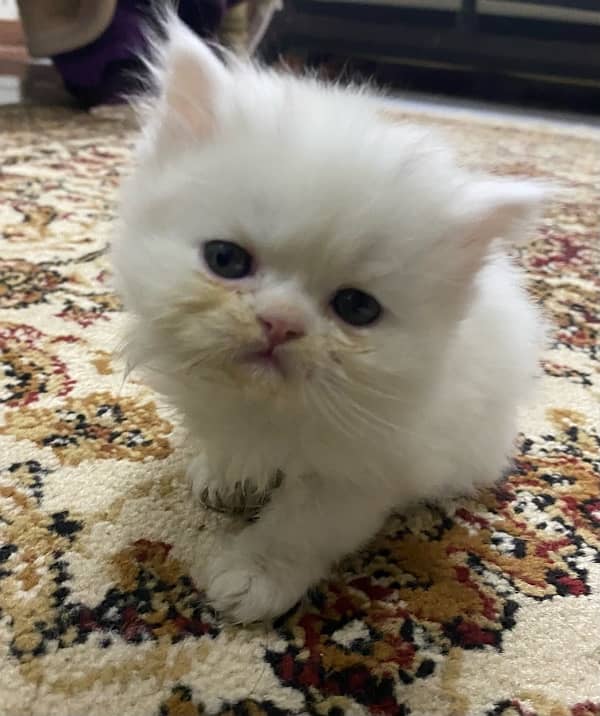 persian kittens / punch face / double coated kittens for sale 5