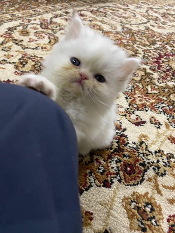 persian kittens / punch face / double coated kittens for sale 6