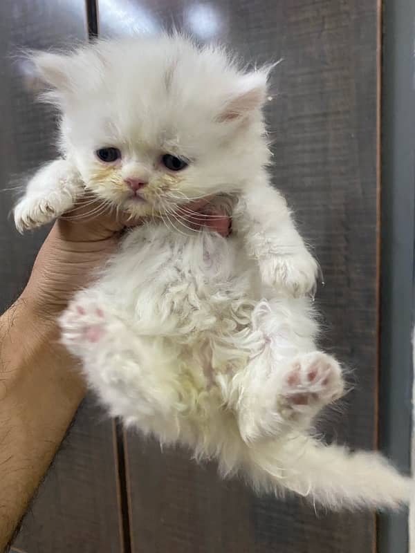 persian kittens / punch face / double coated kittens for sale 7