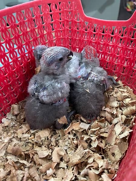 Red Moluccan Lory Chicks 0