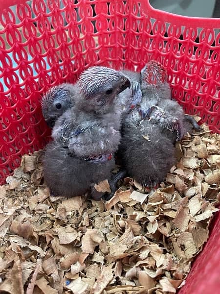 Red Moluccan Lory Chicks 1