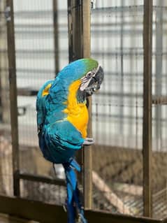 Hand taimed Blue macaw