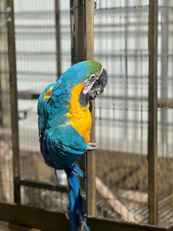 Hand taimed Blue macaw 0