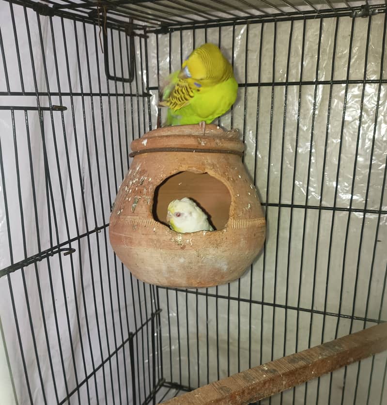 Budgies pair for sale 0