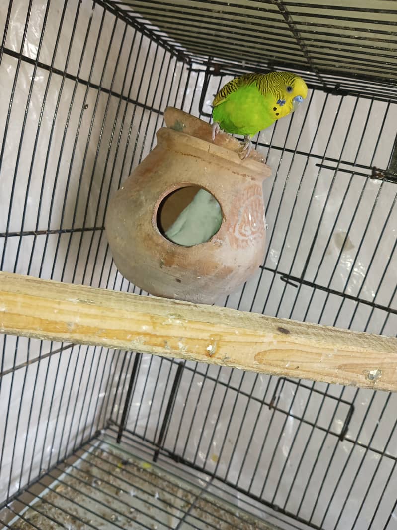 Budgies pair for sale 1