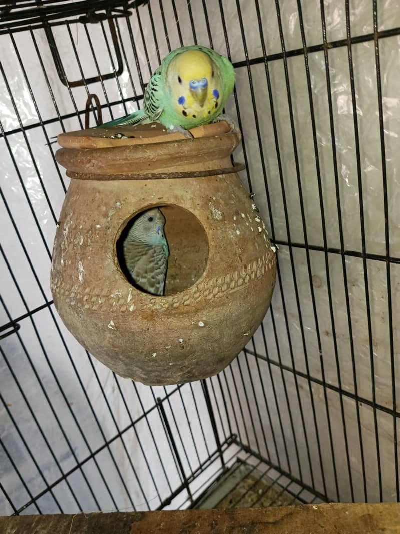 Budgies pair for sale 2