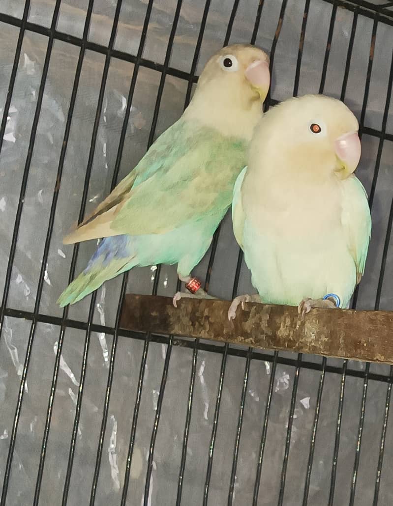 Budgies pair for sale 3