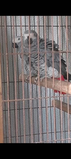 African Grey Breeder Pair